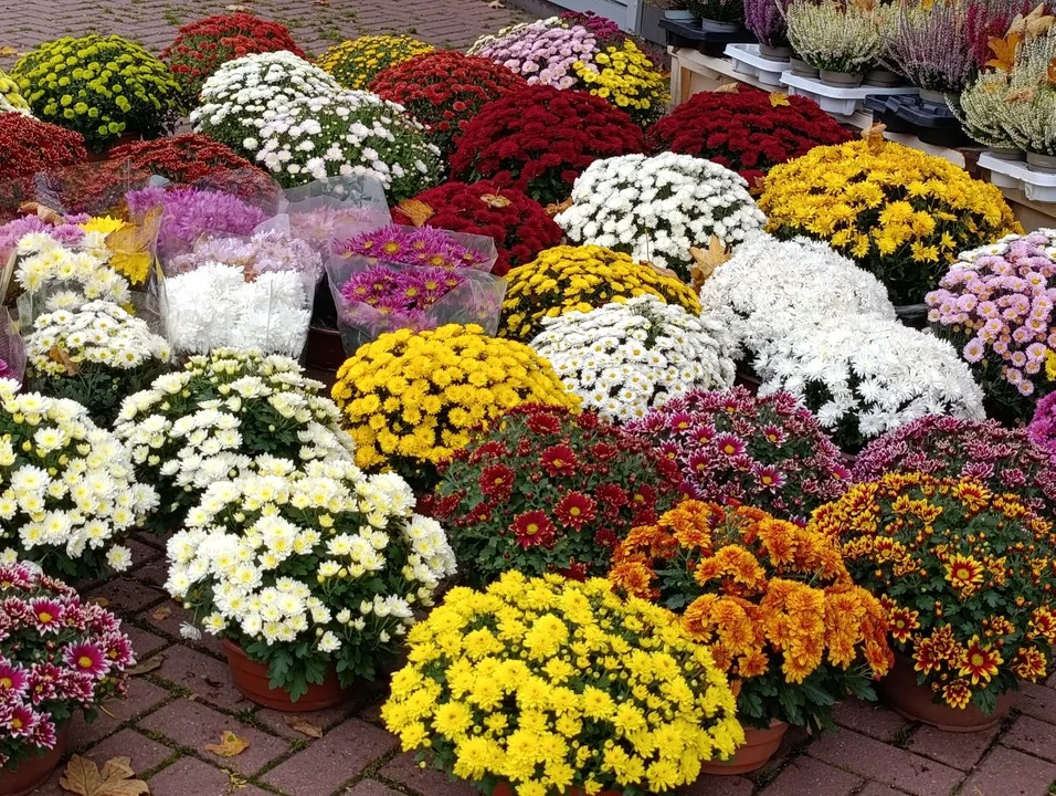 stroiki i znicze