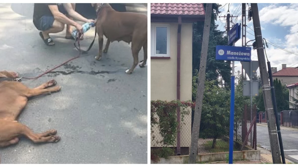 Uciekają z posesji i atakują inne czworonogi. Właściciele są wściekli, ale służby mają związane ręce